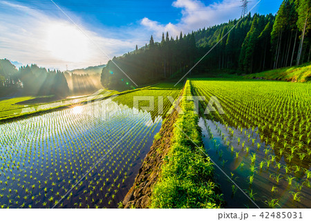 棚田を照らす朝日 42485031