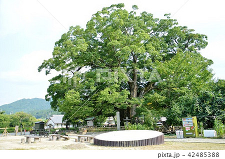 野間の大ケヤキ 野間の大ケヤキ 42485388