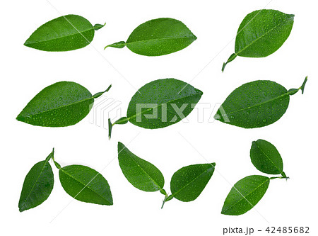set of lemon green leaf with dorp water isolated  42485682