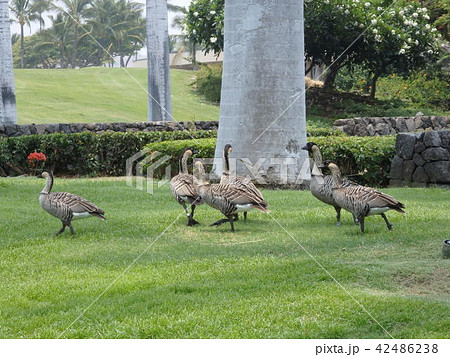 ネネ一行 42486238