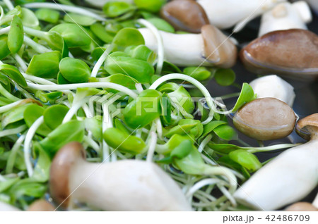 mushroom and sunflower sprout in the water 42486709