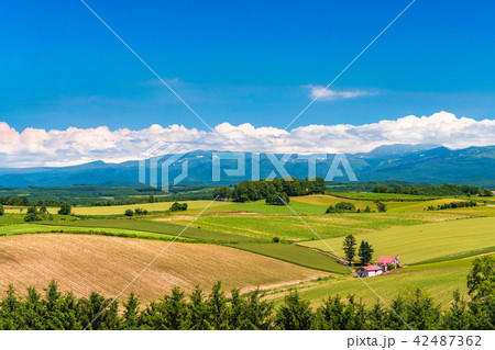 《北海道》美瑛の丘・赤い屋根の家と田園風景 《北海道》美瑛の丘・赤い屋根の家と田園風景 42487362
