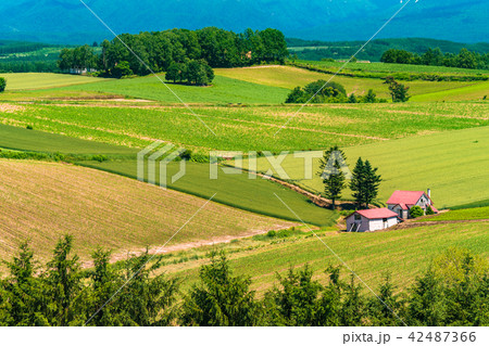 北海道 美瑛の丘 赤い屋根の家と田園風景の写真素材