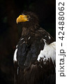 オジロワシ 42488062