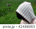 牛は見ていた 42488063