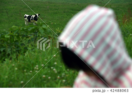牛は見ていた 42488063