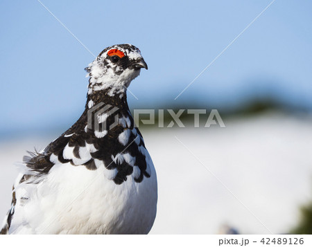 春のライチョウ雄 42489126