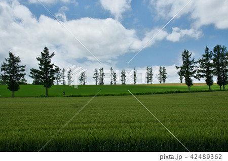 マイルドセブンの丘 42489362