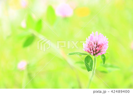 可憐な花 可憐な花 42489400