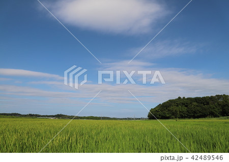 田園風景、かすみがうら市志筑より 42489546