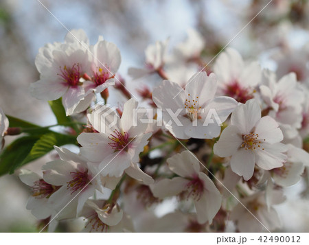 桜(自然質感) 桜(自然質感) 42490012