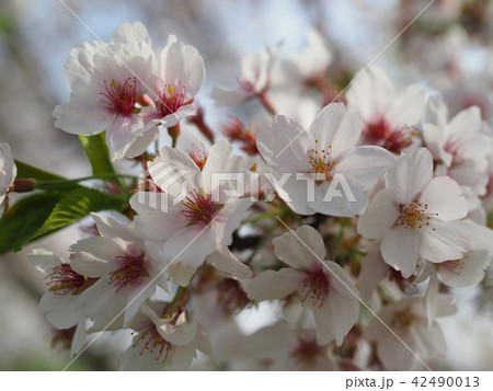 桜(自然質感) 桜(自然質感) 42490013