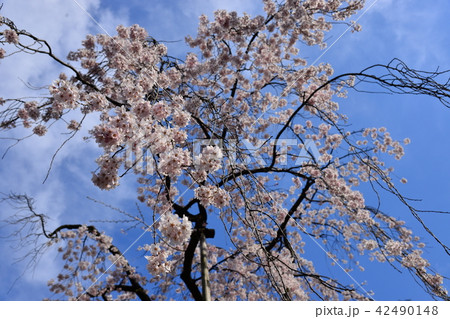 日本の桜 日本の桜 42490148