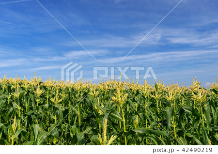 【青森県弘前市岩木山麓】嶽きみの花が満開 【青森県弘前市岩木山麓】嶽きみの花が満開 42490219