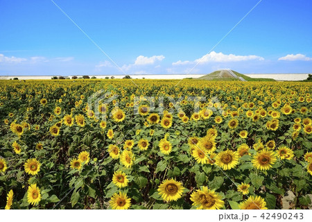 柳川市　風景　柳川ひまわり園 42490243