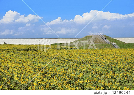 柳川市 風景 柳川ひまわり園 柳川市 風景 柳川ひまわり園 42490244