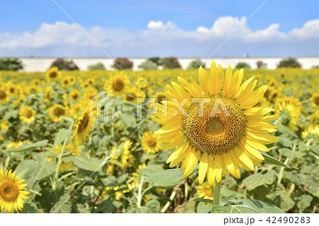 柳川市　風景　柳川ひまわり園 42490283