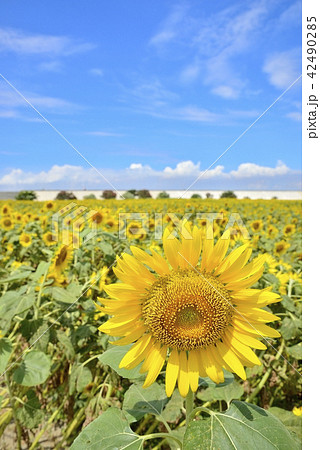 柳川市 風景 柳川ひまわり園 柳川市 風景 柳川ひまわり園 42490285