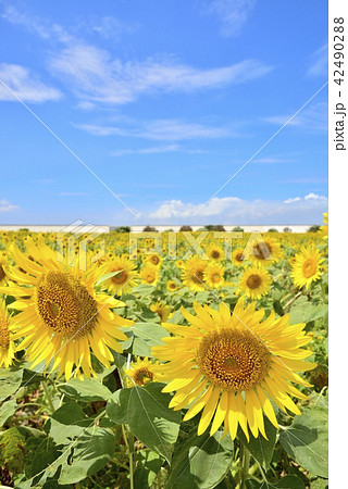 柳川市　風景　柳川ひまわり園 42490288