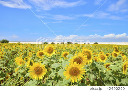 柳川市　風景　柳川ひまわり園 42490290