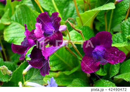 purple Bush Clock Vine close up macro purple Bush Clock Vine close up macro 42490472