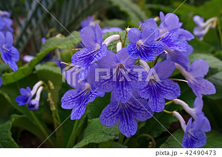 blue violet Bush Clock Vine macro 42490473