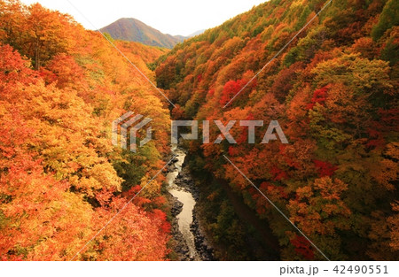 秋の中津川渓谷　紅葉 42490551