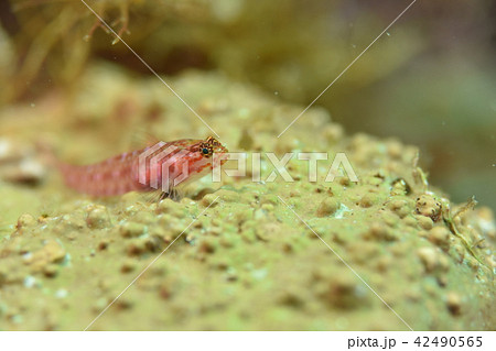 アカイソハゼ 42490565