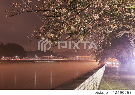 犬山市 木曽川沿いの夜桜 42490568