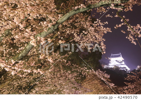 国宝犬山城の夜桜 42490570