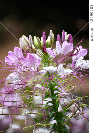 雨の中のクレオメの花 42490588