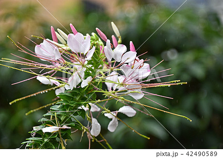 雨の中のクレオメの花 42490589