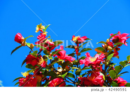 サザンカと青空の風景 サザンカと青空の風景 42490591