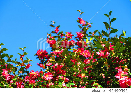サザンカと青空の風景 サザンカと青空の風景 42490592