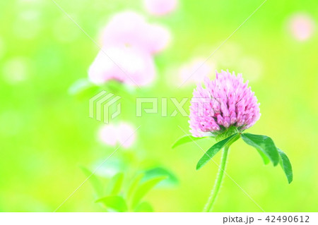 可憐なピンクの花 42490612