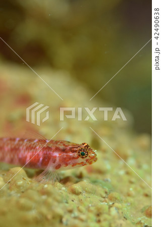 アカイソハゼ 42490638