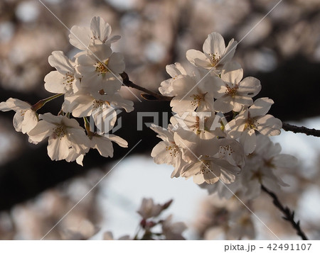 サクラ（自然質感） 42491107