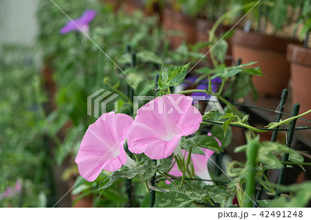 朝顔 42491248