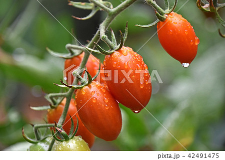 家庭菜園のミニトマト 家庭菜園のミニトマト 42491475