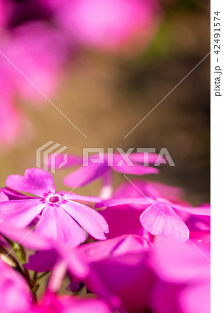 秩父・羊山公園の芝桜が一面に咲く春の花の絨毯風景 42491574