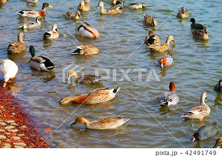 水鳥のいる風景（マガモ、カルガモなど） 42491749