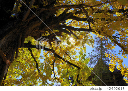 本国寺のオハツキイチョウ 42492013