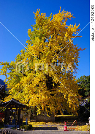 本国寺のオハツキイチョウ 42492039