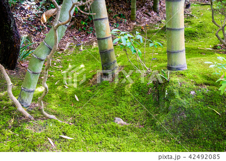 鎌倉 報国寺 枯山水庭園 42492085