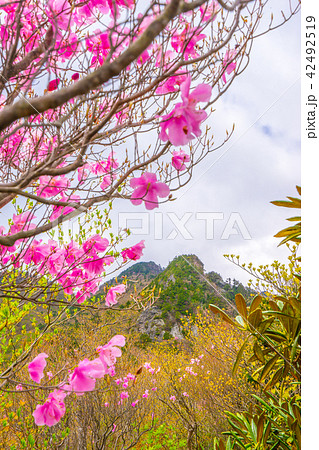 二ッ岳、登山道から山頂を見上げる!(愛媛県四国中央市、新居浜市)※作品コメント欄に撮影位置あり 二ッ岳、登山道から山頂を見上げる!(愛媛県四国中央市、新居浜市)※作品コメント欄に撮影位置あり 42492519