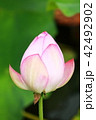 蓮 42492902