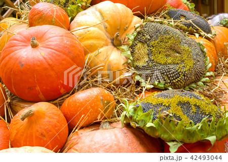 Sunflower and pumpkin 42493044