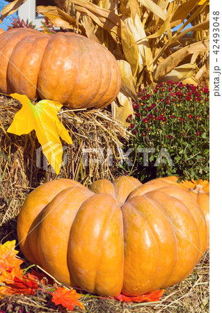 Autumnal decoration with pumpkins 42493048