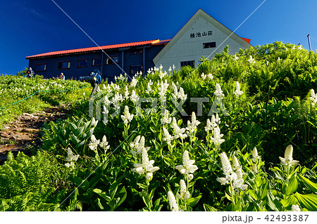 北アルプス・種池山荘とコバイケイソウ群落 42493387