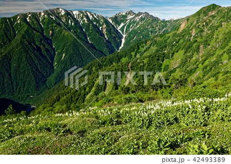 種池山荘付近のコバイケイソウ群落と針ノ木岳・蓮華岳 42493389